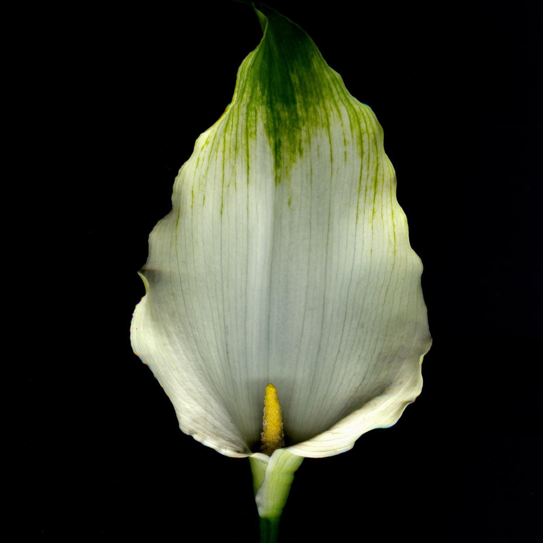 Calla Lilly