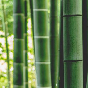 Bamboo