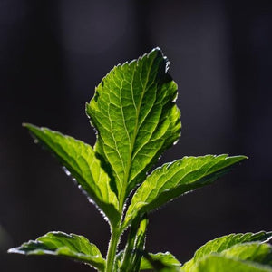 Fresh mint sprig