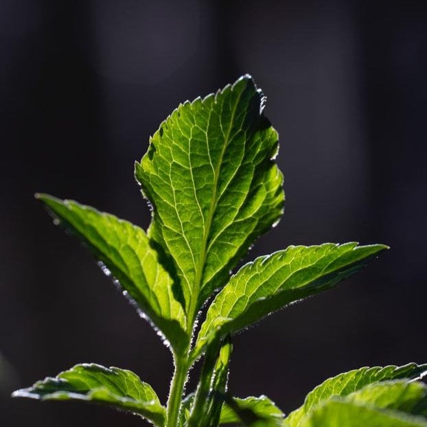 Fresh mint sprig
