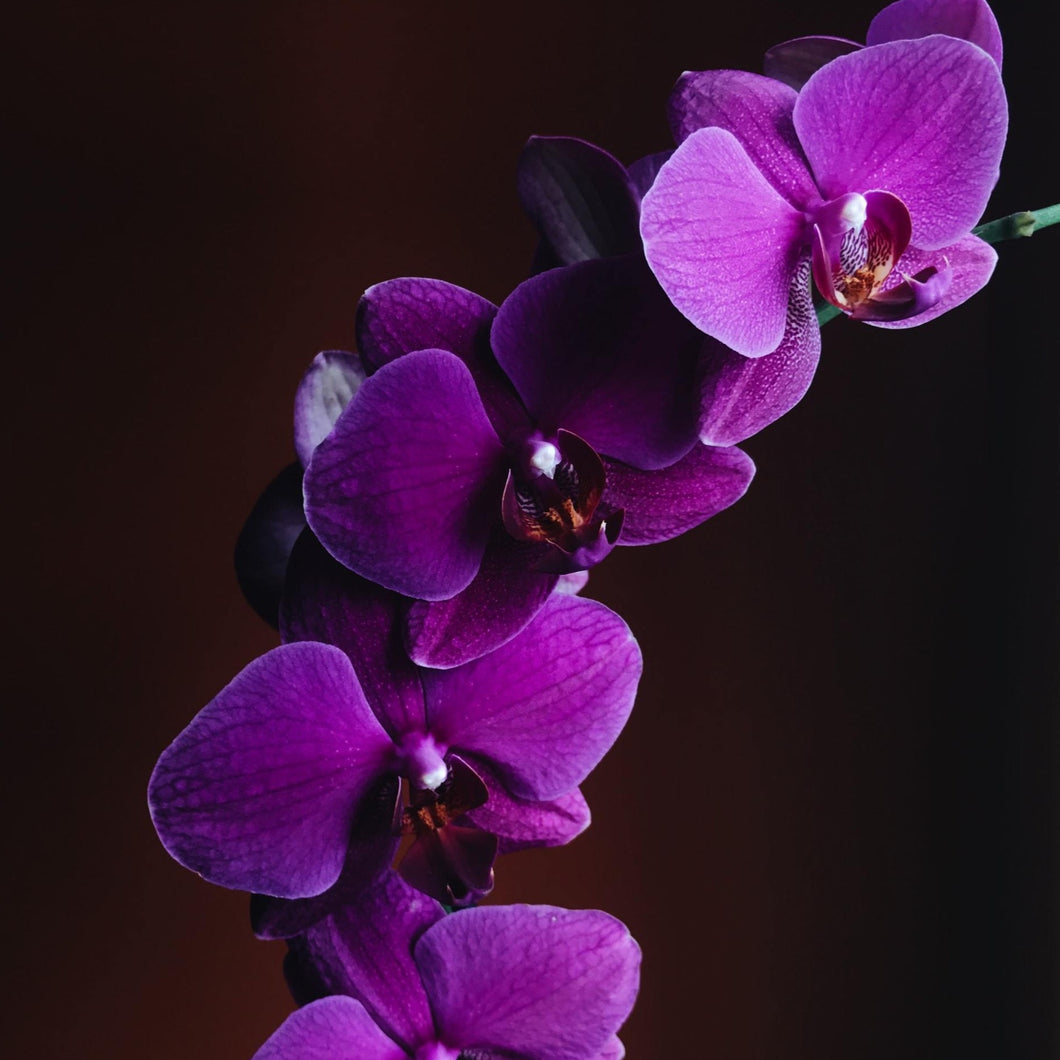 Ocean Orchid