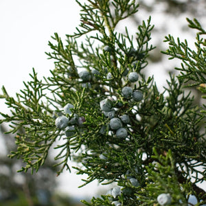 Frosted Juniper