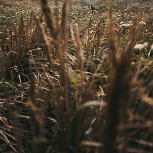 Vetiver