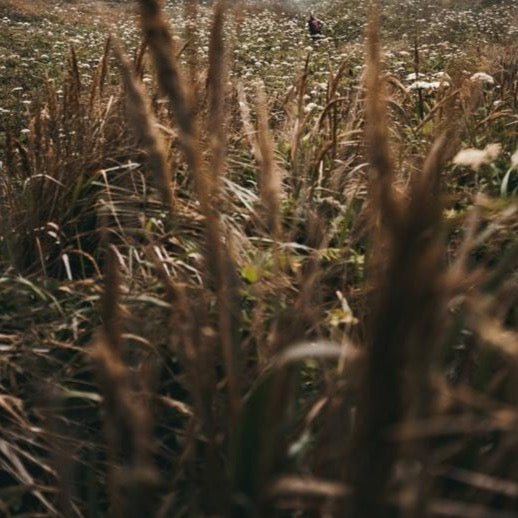 Vetiver