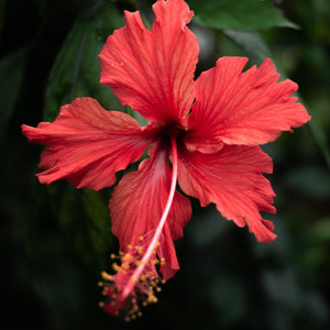 Hibiscus and Jade