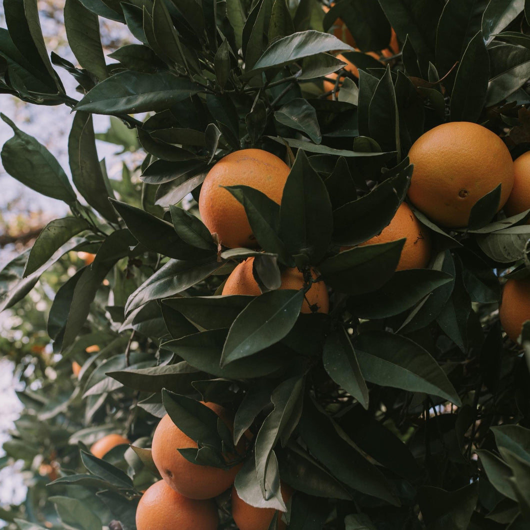 Peach and Grapefruit