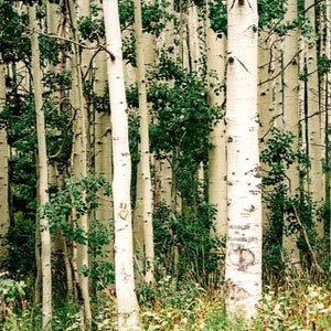 White Birch