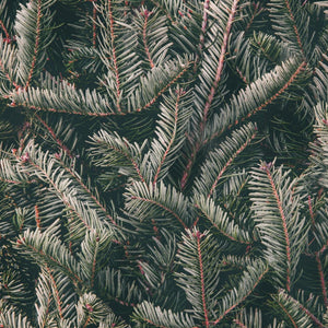 Fraser Fir