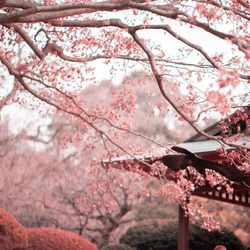 Cherry Blossom