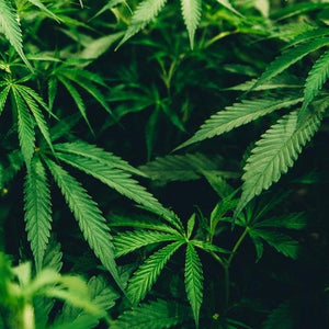 Hemp