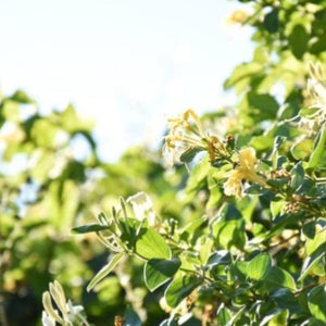 Honeysuckle