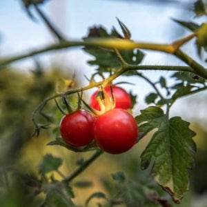 Garden Tomato