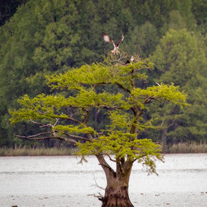 Cypress