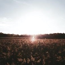 Cotton fields
